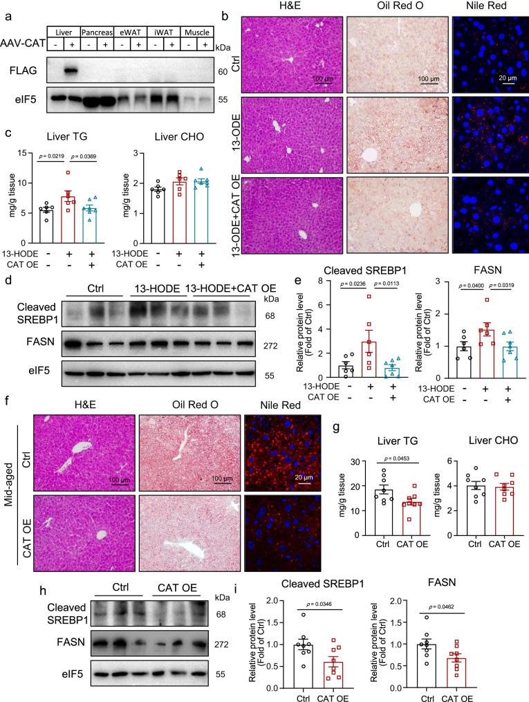 https://cdn.ncbi.nlm.nih.gov/pmc/blobs/6a39/10710422/4f8a9be8e312/41467_2023_44026_Fig7_HTML.jpg