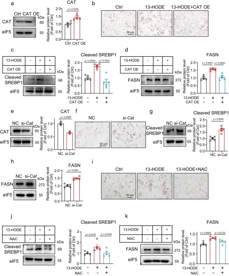 https://cdn.ncbi.nlm.nih.gov/pmc/blobs/6a39/10710422/eed2c7cd8e83/41467_2023_44026_Fig6_HTML.jpg