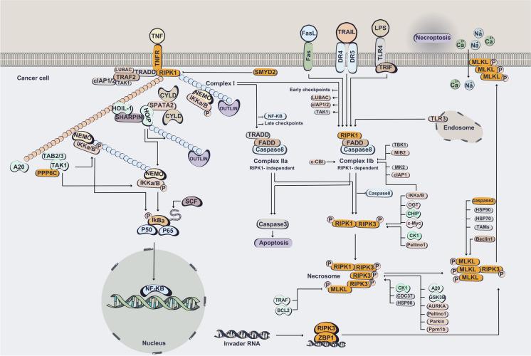https://cdn.ncbi.nlm.nih.gov/pmc/blobs/6a39/11286699/2dccec096b1d/10565_2024_9907_Fig5_HTML.jpg
