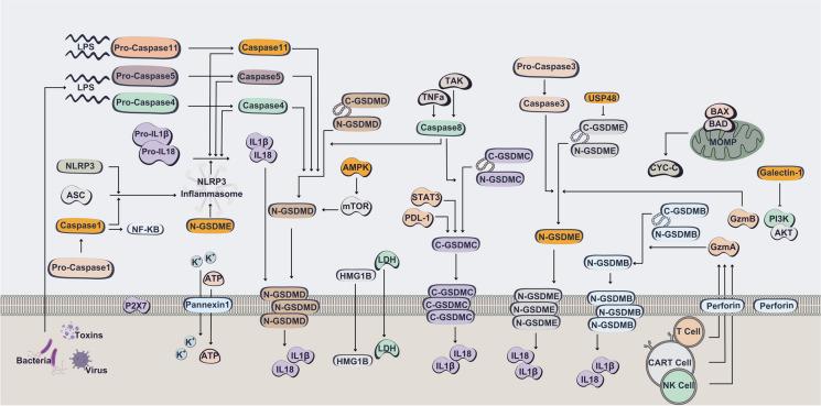 https://cdn.ncbi.nlm.nih.gov/pmc/blobs/6a39/11286699/38569d017fef/10565_2024_9907_Fig6_HTML.jpg