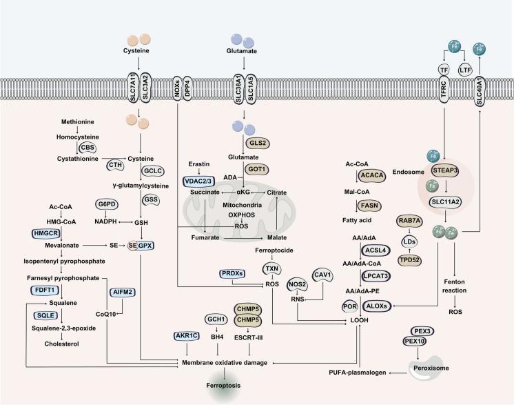 https://cdn.ncbi.nlm.nih.gov/pmc/blobs/6a39/11286699/9551d0a4aab5/10565_2024_9907_Fig7_HTML.jpg