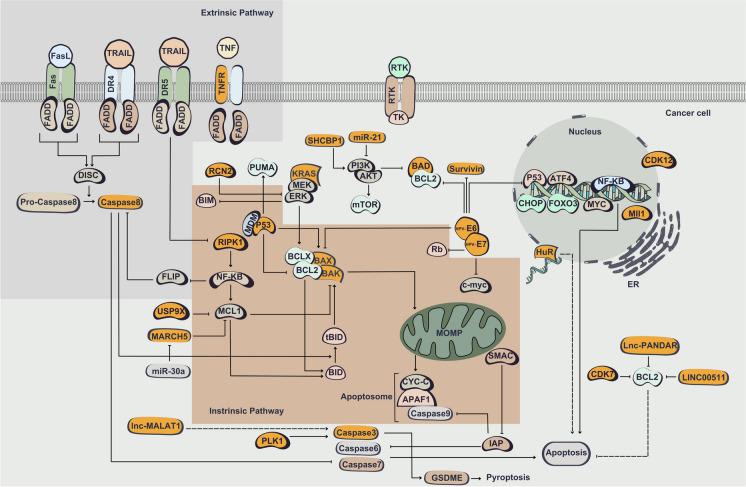 https://cdn.ncbi.nlm.nih.gov/pmc/blobs/6a39/11286699/db95d33ea6a8/10565_2024_9907_Fig3_HTML.jpg