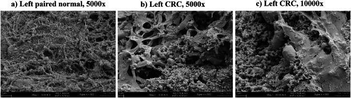 https://cdn.ncbi.nlm.nih.gov/pmc/blobs/6a39/11971325/168f947f1e91/41698_2025_873_Fig10_HTML.jpg