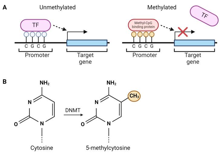 https://cdn.ncbi.nlm.nih.gov/pmc/blobs/6a3a/11172855/e9b27e73fa16/ijms-25-06168-g002.jpg