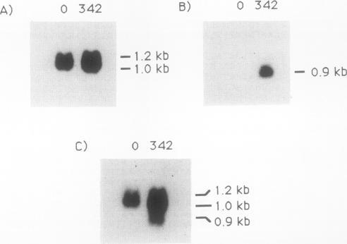 https://cdn.ncbi.nlm.nih.gov/pmc/blobs/6a3b/1080444/c324c81e96c4/plntphys00704-0343-a.jpg