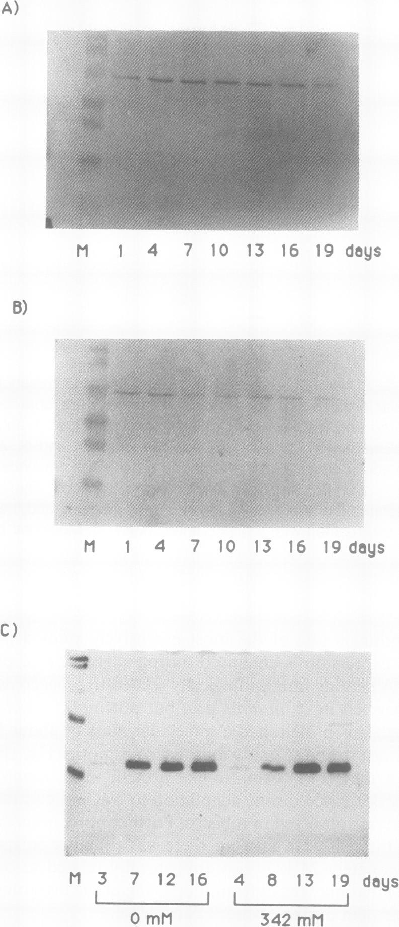 https://cdn.ncbi.nlm.nih.gov/pmc/blobs/6a3b/1080444/e2e8c6506baf/plntphys00704-0341-a.jpg