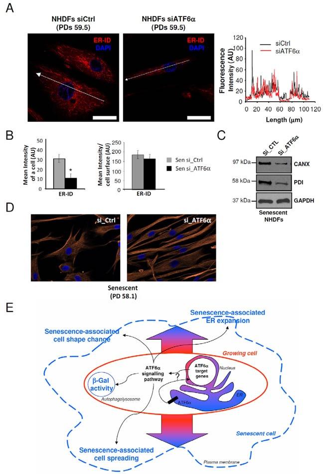 https://cdn.ncbi.nlm.nih.gov/pmc/blobs/6a3b/5356513/4003b7c56b85/oncotarget-07-67699-g006.jpg