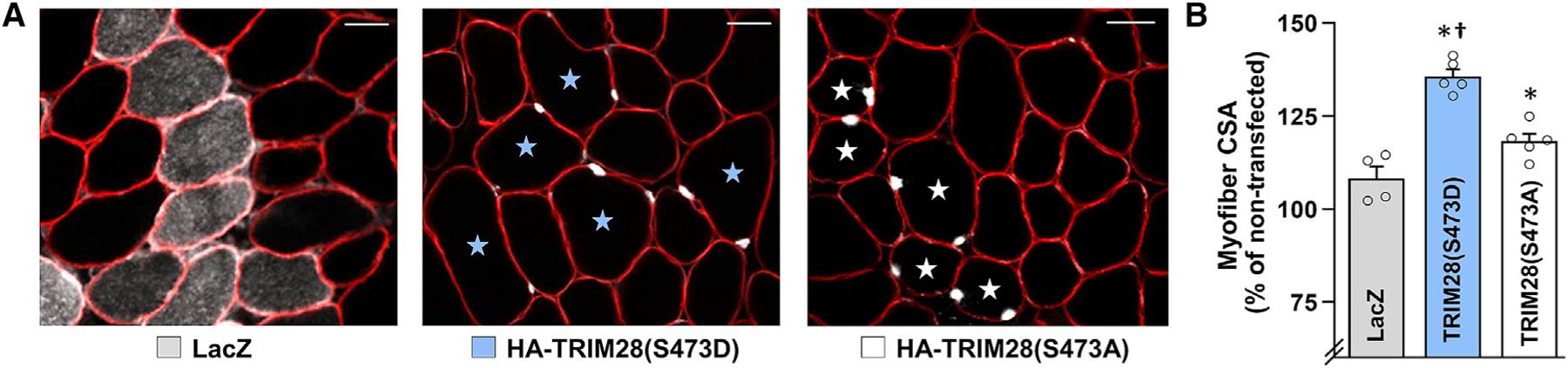 https://cdn.ncbi.nlm.nih.gov/pmc/blobs/6a3b/7967290/73b1a2f503e5/nihms-1679668-f0005.jpg