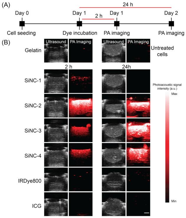 https://cdn.ncbi.nlm.nih.gov/pmc/blobs/6a3d/9916426/746088d2bea5/ijms-24-02241-g006.jpg