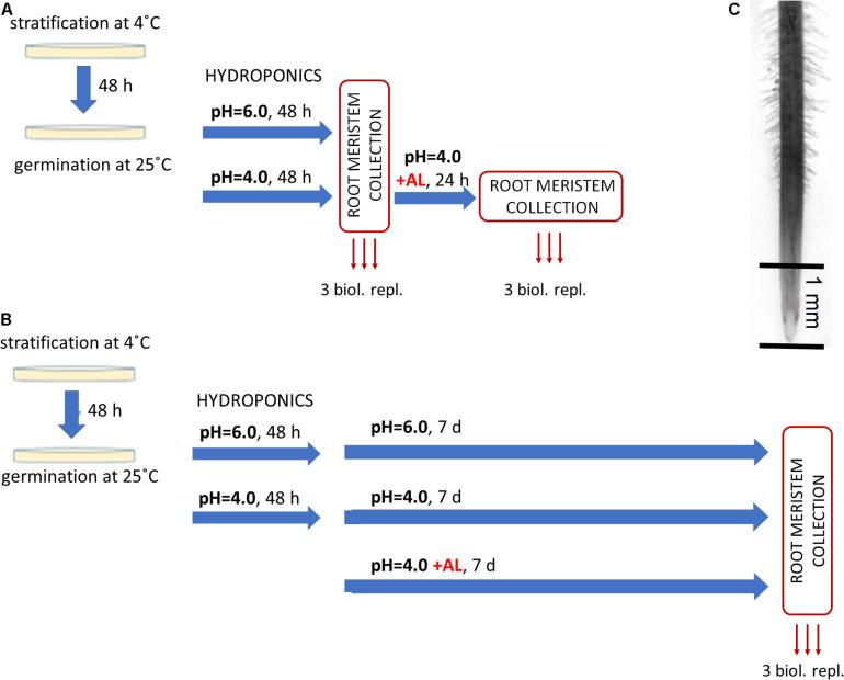 https://cdn.ncbi.nlm.nih.gov/pmc/blobs/6a46/8244595/0ef2a7112a0a/fgene-12-675260-g001.jpg