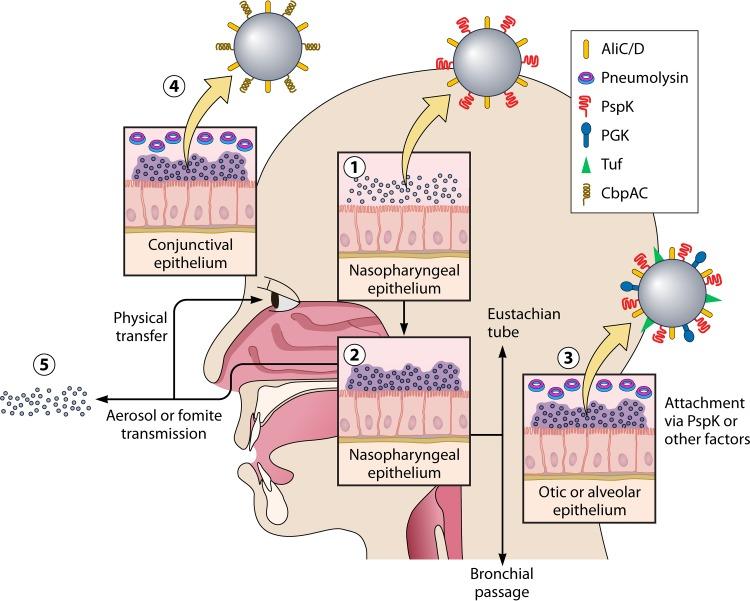 https://cdn.ncbi.nlm.nih.gov/pmc/blobs/6a48/4807366/0cf3d4393080/mbo0021627350002.jpg