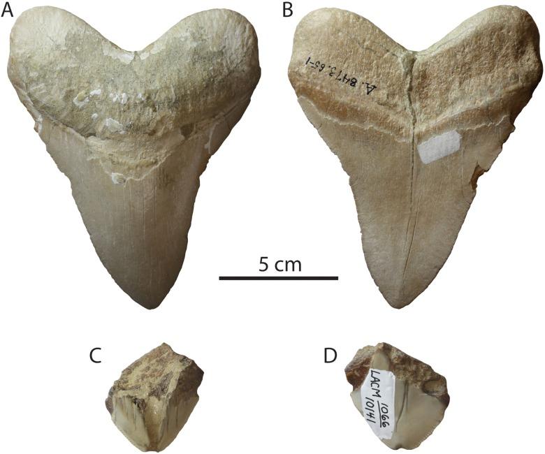 https://cdn.ncbi.nlm.nih.gov/pmc/blobs/6a48/6377595/1fc58a21a0e5/peerj-07-6088-g010.jpg