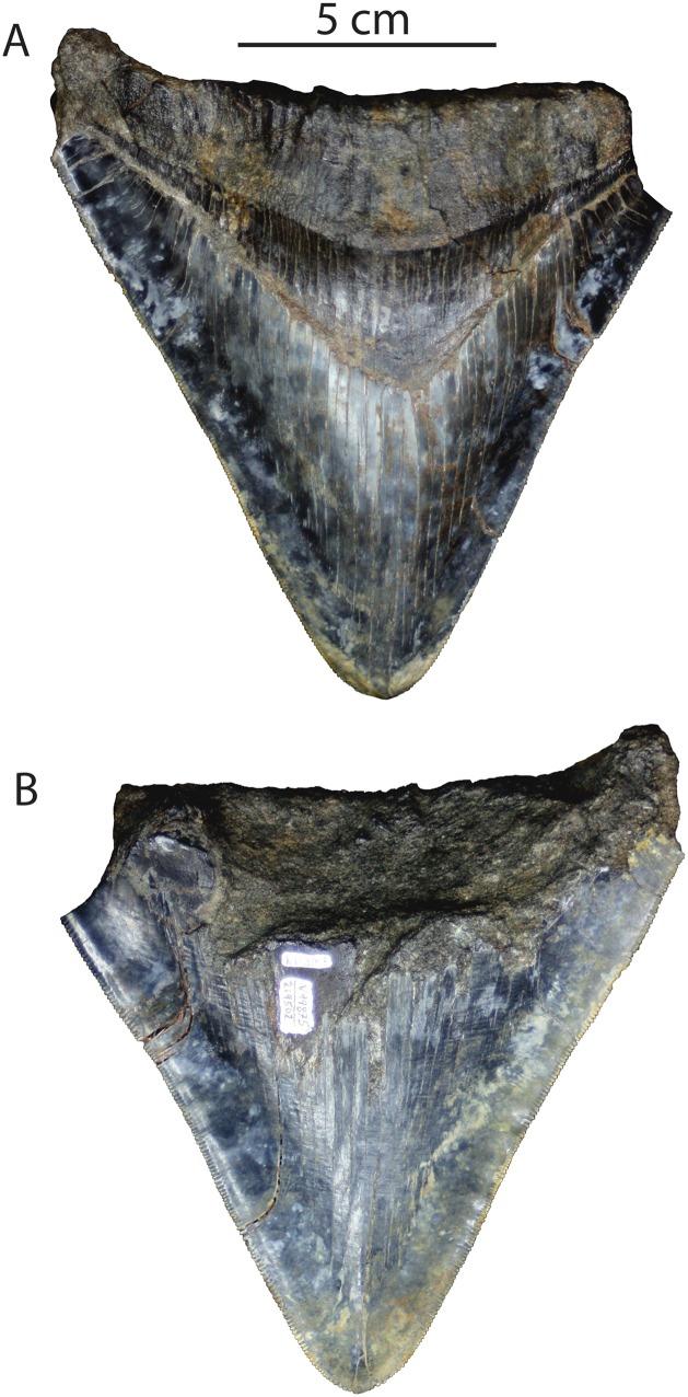 https://cdn.ncbi.nlm.nih.gov/pmc/blobs/6a48/6377595/67e76036dd3f/peerj-07-6088-g005.jpg