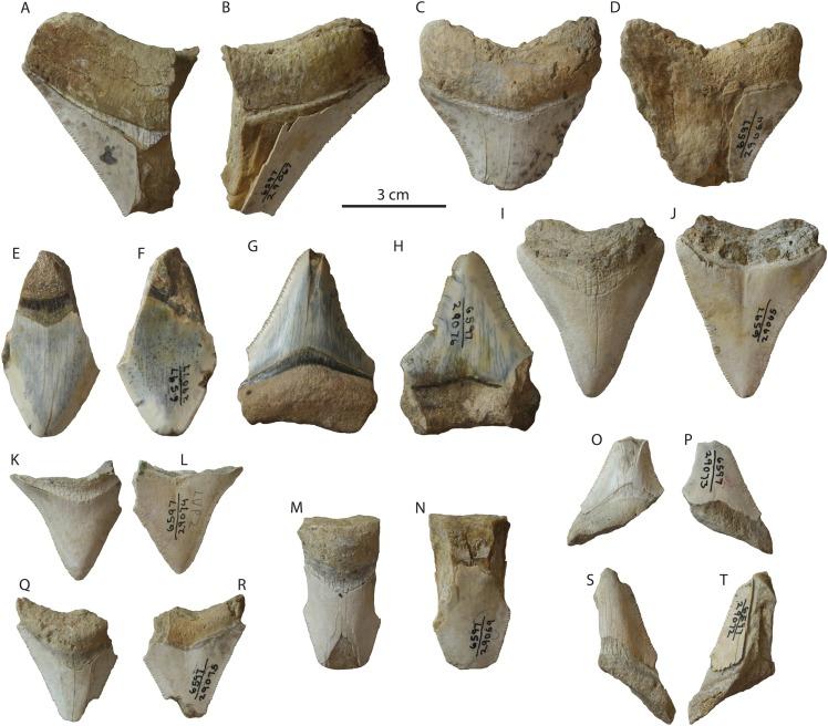 https://cdn.ncbi.nlm.nih.gov/pmc/blobs/6a48/6377595/7ebcfcfac76f/peerj-07-6088-g008.jpg