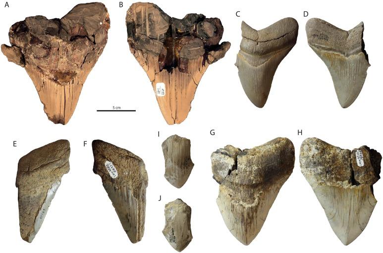 https://cdn.ncbi.nlm.nih.gov/pmc/blobs/6a48/6377595/9bebca8bb237/peerj-07-6088-g002.jpg