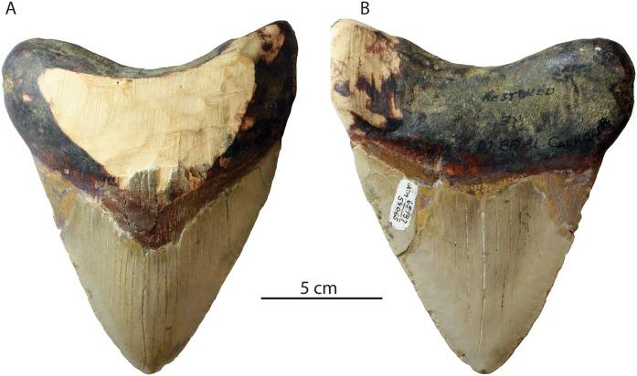 https://cdn.ncbi.nlm.nih.gov/pmc/blobs/6a48/6377595/e713033dbbe9/peerj-07-6088-g004.jpg