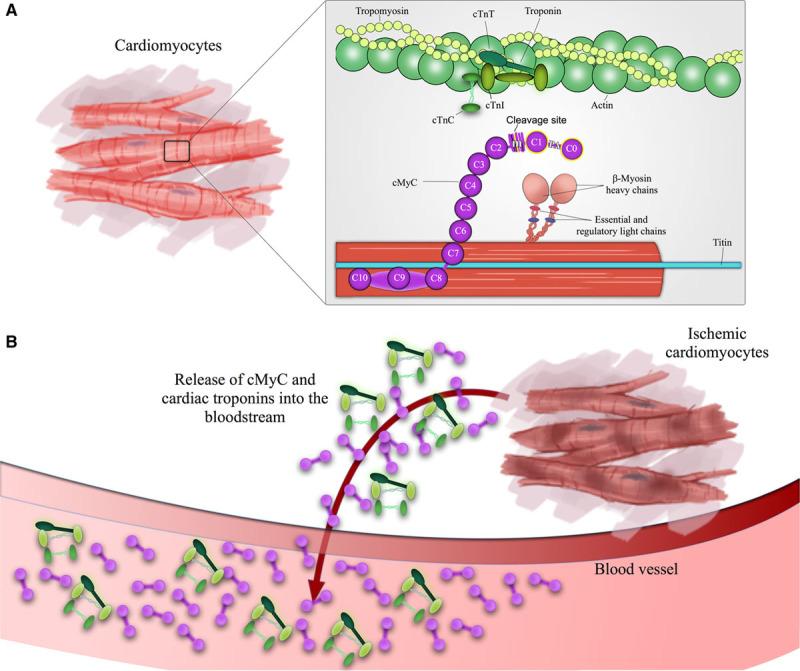 https://cdn.ncbi.nlm.nih.gov/pmc/blobs/6a49/5642333/32c7022e9c42/cir-136-1495-g001.jpg