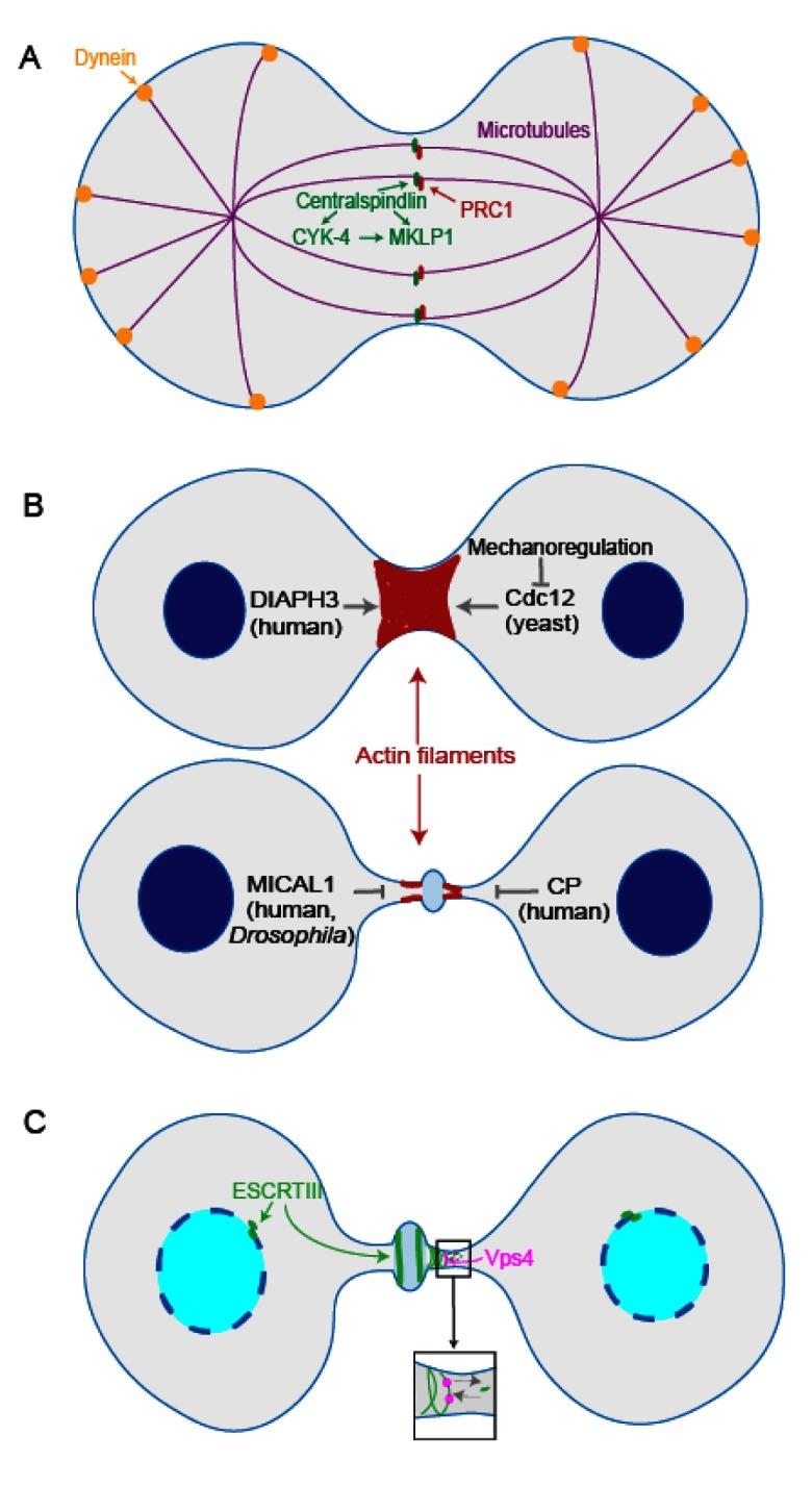 https://cdn.ncbi.nlm.nih.gov/pmc/blobs/6a4b/6259594/a61f309cebbe/f1000research-7-18037-g0000.jpg