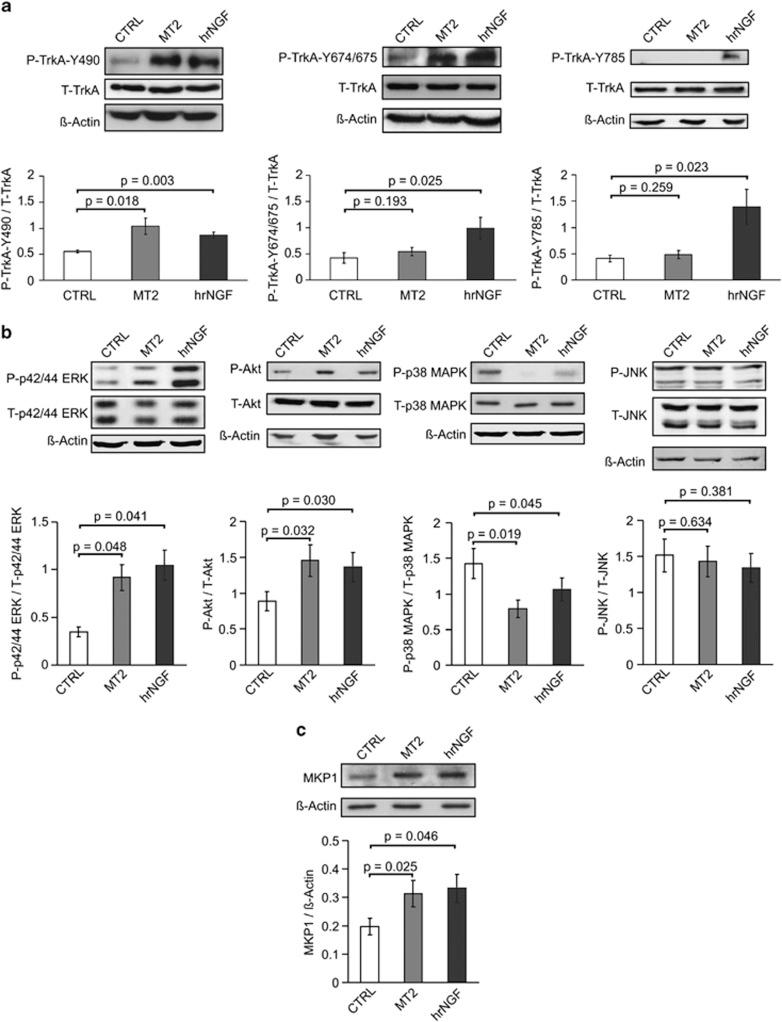 https://cdn.ncbi.nlm.nih.gov/pmc/blobs/6a4f/3406579/f6fe3c2fcdda/cddis201280f5.jpg