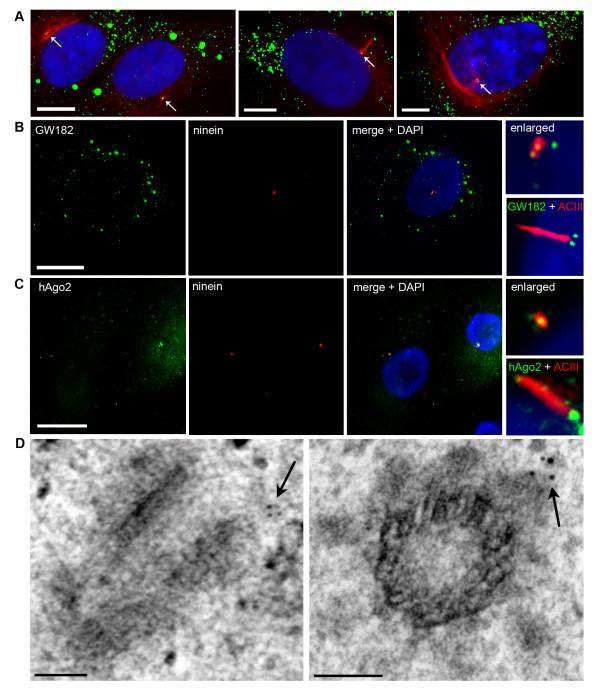 https://cdn.ncbi.nlm.nih.gov/pmc/blobs/6a52/3179929/a288708110cd/1471-2121-12-37-1.jpg