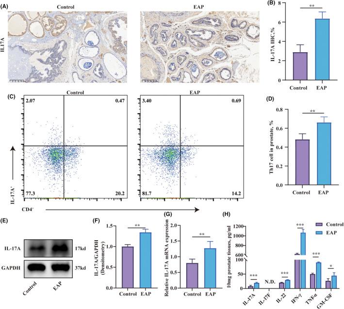 https://cdn.ncbi.nlm.nih.gov/pmc/blobs/6a57/11129727/5b6cae79bace/JCMM-28-e18445-g005.jpg