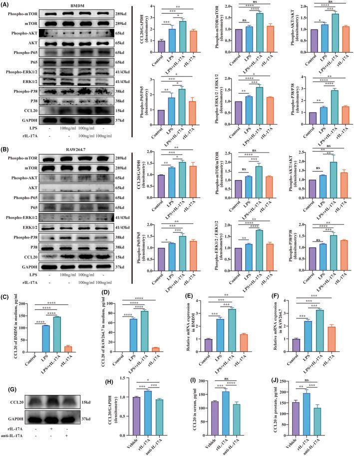 https://cdn.ncbi.nlm.nih.gov/pmc/blobs/6a57/11129727/98e3ef0de4a4/JCMM-28-e18445-g001.jpg