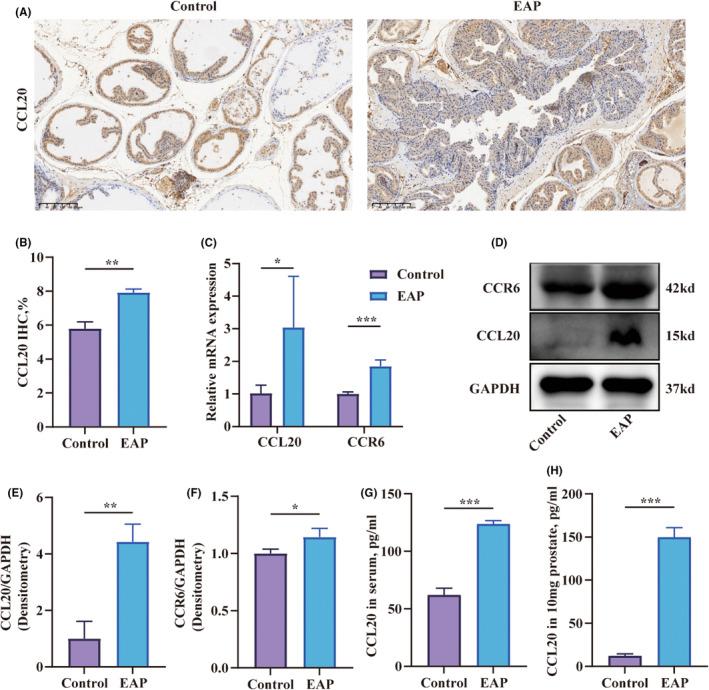 https://cdn.ncbi.nlm.nih.gov/pmc/blobs/6a57/11129727/cb3c12bb3ddd/JCMM-28-e18445-g004.jpg