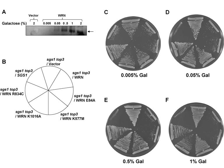 https://cdn.ncbi.nlm.nih.gov/pmc/blobs/6a59/2806000/9d2310b06595/aging-01-219-g005.jpg