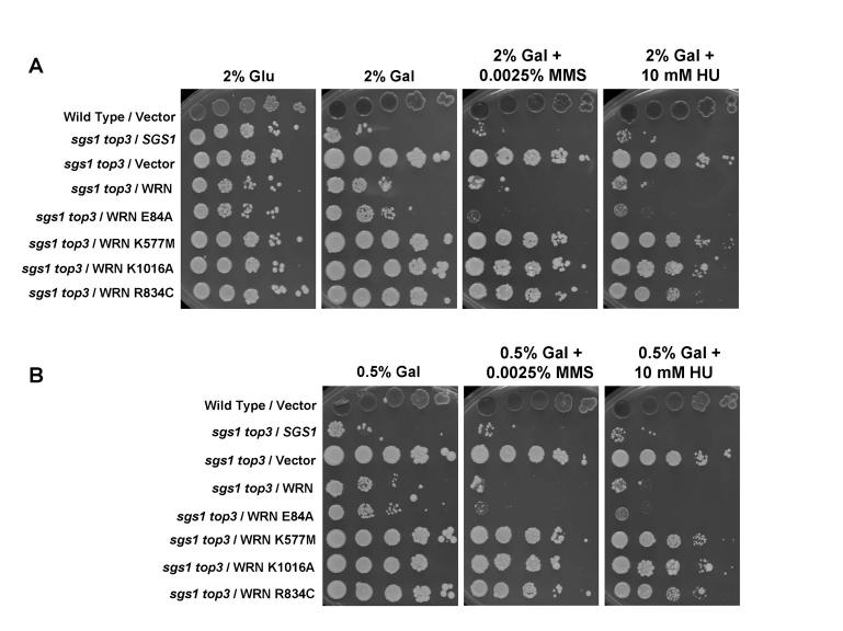 https://cdn.ncbi.nlm.nih.gov/pmc/blobs/6a59/2806000/d06aa989d73c/aging-01-219-g006.jpg