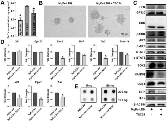 https://cdn.ncbi.nlm.nih.gov/pmc/blobs/6a5e/8097378/ea3948aaedb9/ADVS-8-2003535-g005.jpg
