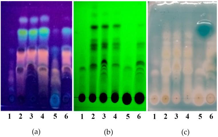 https://cdn.ncbi.nlm.nih.gov/pmc/blobs/6a60/11990737/68bf72321134/plants-14-01016-g002.jpg