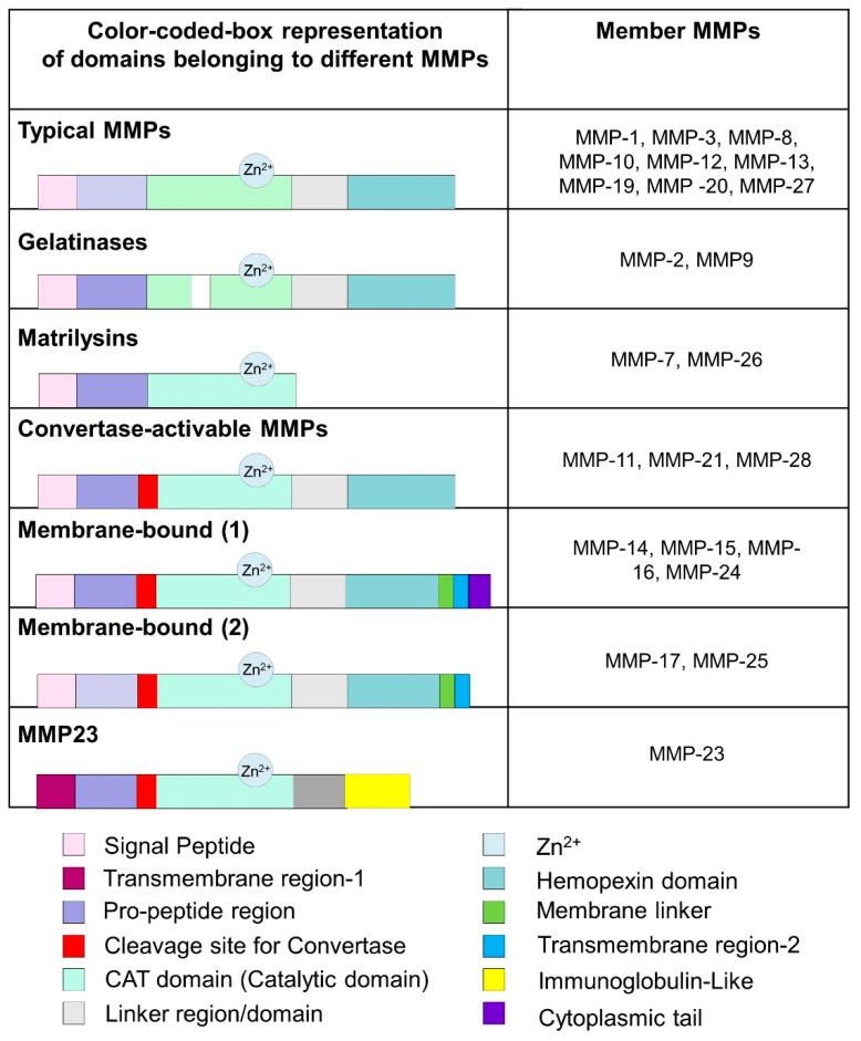 https://cdn.ncbi.nlm.nih.gov/pmc/blobs/6a60/9598837/182ff6f6fc49/biomedicines-10-02477-g002.jpg