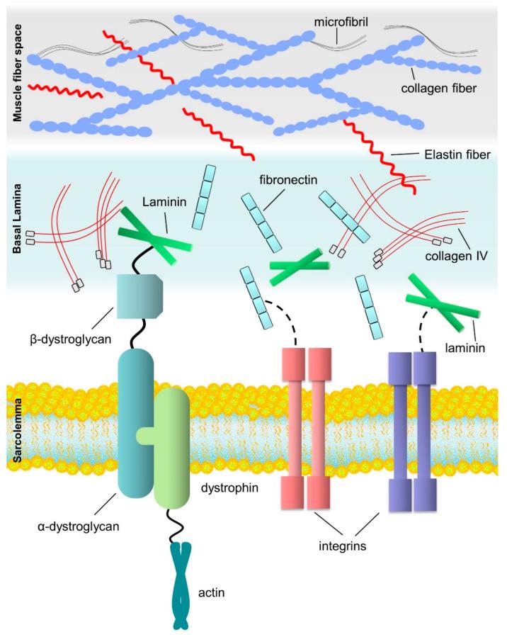 https://cdn.ncbi.nlm.nih.gov/pmc/blobs/6a60/9598837/244e1c7c344f/biomedicines-10-02477-g001.jpg