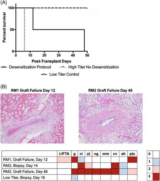 https://cdn.ncbi.nlm.nih.gov/pmc/blobs/6a61/12012413/a1bb1c87bbaa/XEN-32-e70045-g001.jpg