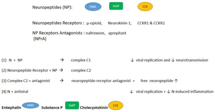 https://cdn.ncbi.nlm.nih.gov/pmc/blobs/6a62/11429791/5d4deeae9920/biomolecules-14-01081-g002.jpg