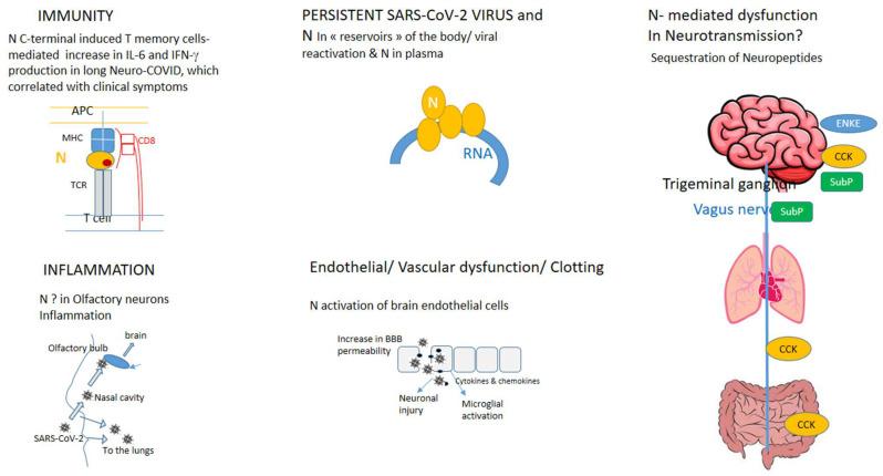 https://cdn.ncbi.nlm.nih.gov/pmc/blobs/6a62/11429791/ede2c789e556/biomolecules-14-01081-g001.jpg