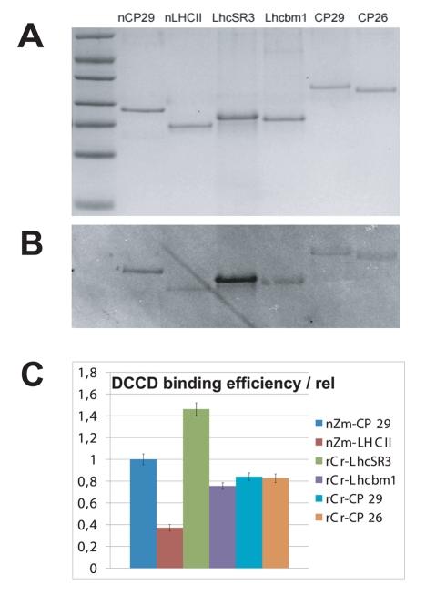 https://cdn.ncbi.nlm.nih.gov/pmc/blobs/6a69/3022525/d5b05c3cb802/pbio.1000577.g009.jpg