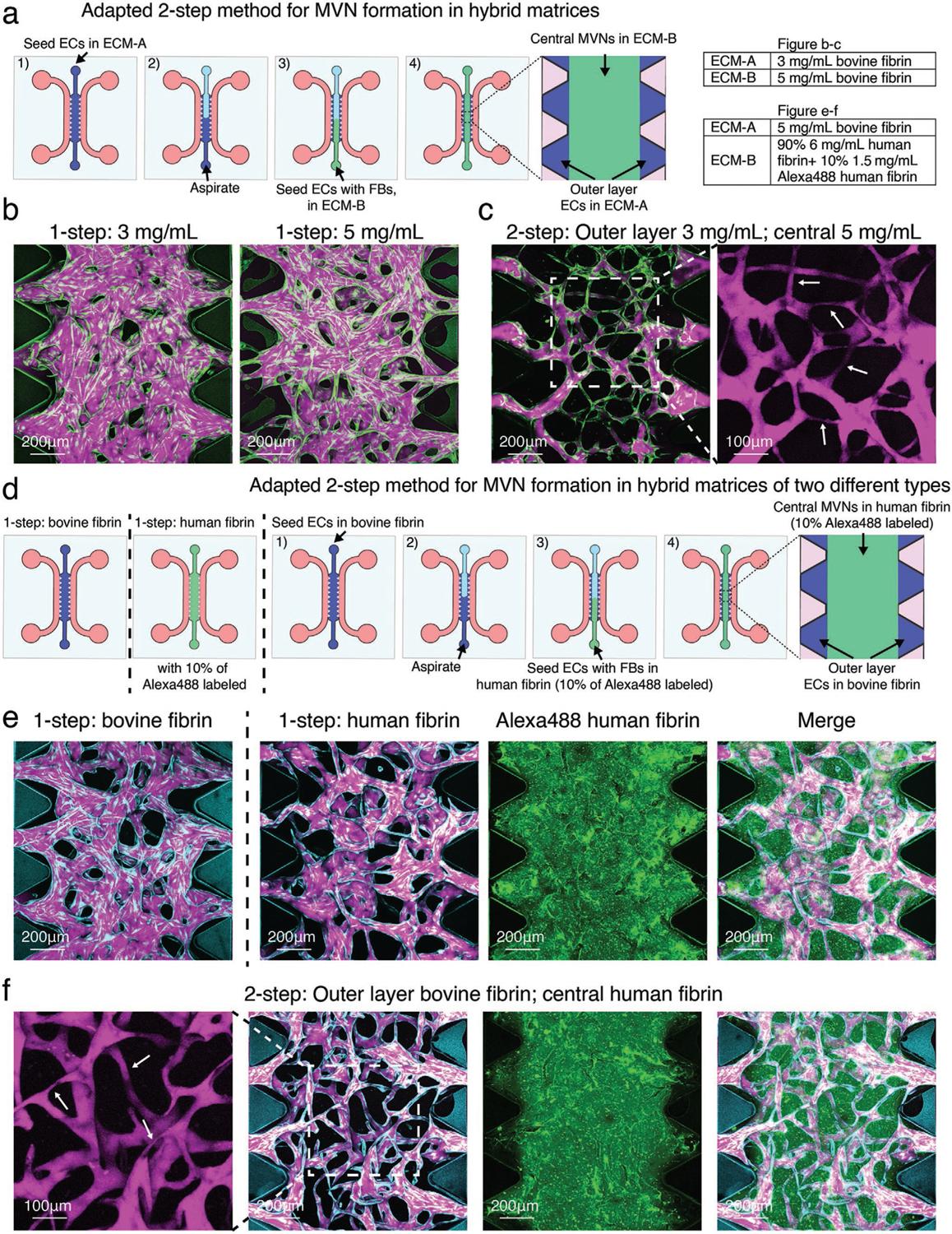 https://cdn.ncbi.nlm.nih.gov/pmc/blobs/6a6a/9844969/bf798a7b2637/nihms-1862800-f0008.jpg