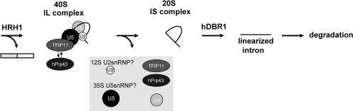 https://cdn.ncbi.nlm.nih.gov/pmc/blobs/6a6b/2647322/841ef10dc011/gkn1002f7.jpg