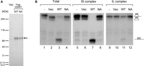 https://cdn.ncbi.nlm.nih.gov/pmc/blobs/6a6b/2647322/91d465a064ce/gkn1002f6.jpg