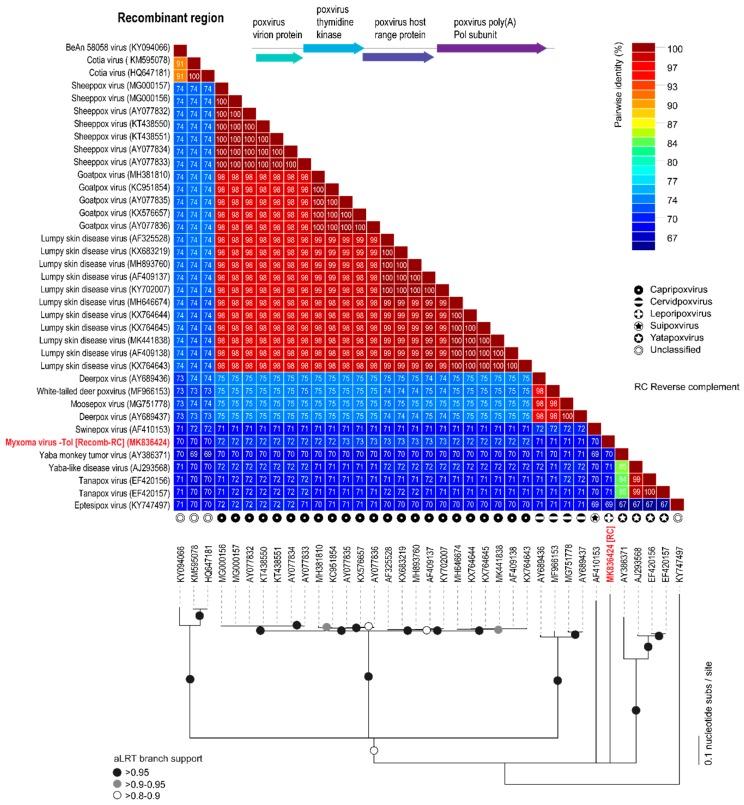 https://cdn.ncbi.nlm.nih.gov/pmc/blobs/6a6e/6631704/3c3c24477c41/viruses-11-00530-g004.jpg