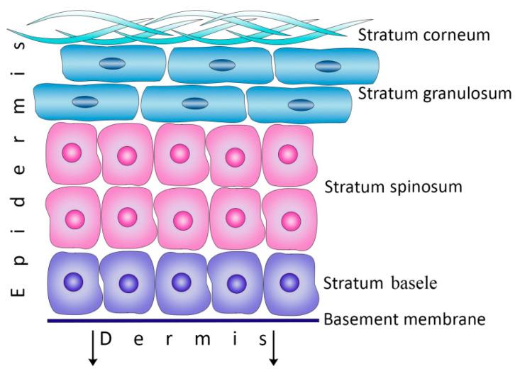https://cdn.ncbi.nlm.nih.gov/pmc/blobs/6a6f/10217460/3807290f3a72/cimb-45-00247-g001.jpg