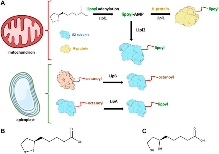 https://cdn.ncbi.nlm.nih.gov/pmc/blobs/6a6f/8600131/758016d6ef2b/fchem-09-742175-g001.jpg