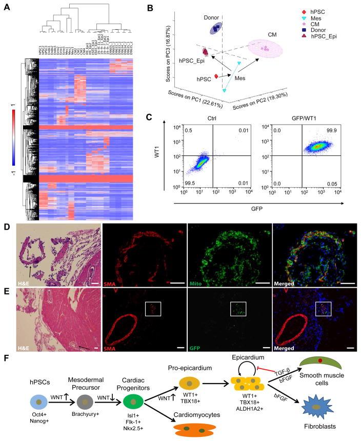 https://cdn.ncbi.nlm.nih.gov/pmc/blobs/6a70/5408455/5f6d108135ae/nihms838162f6.jpg