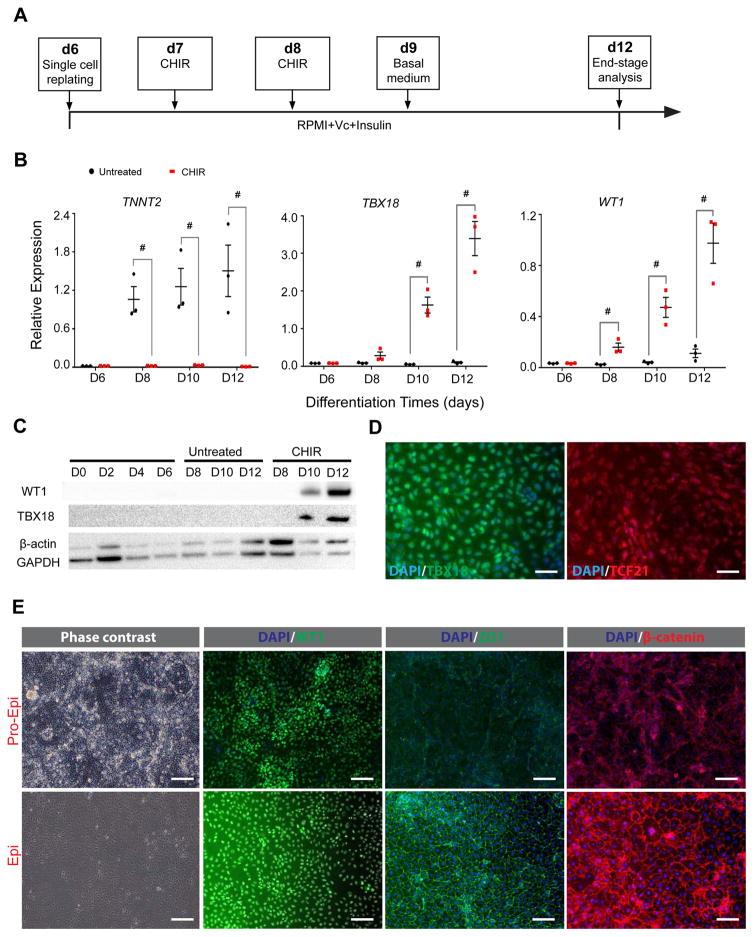 https://cdn.ncbi.nlm.nih.gov/pmc/blobs/6a70/5408455/6b4f16cf7c4b/nihms838162f3.jpg