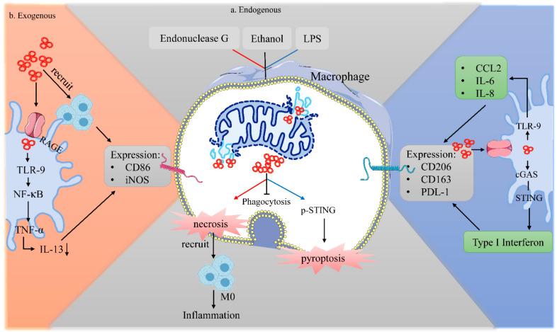 https://cdn.ncbi.nlm.nih.gov/pmc/blobs/6a71/8946090/0c2f7d3bb3a7/cancers-14-01452-g003.jpg