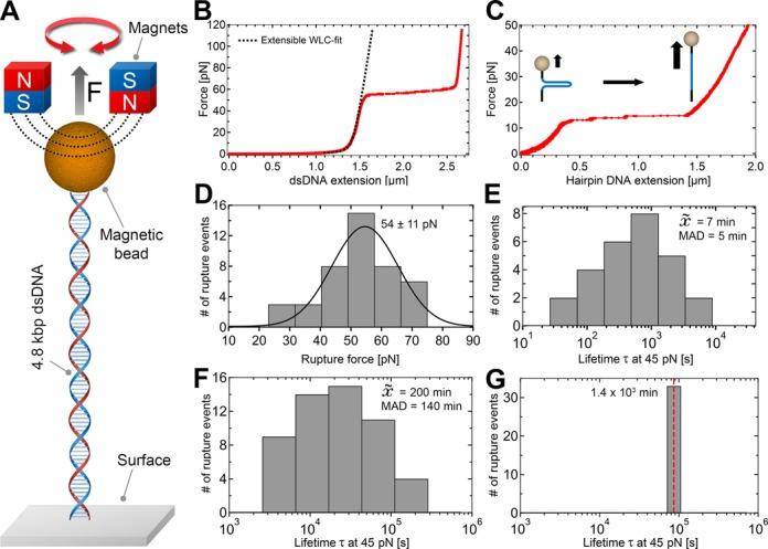 https://cdn.ncbi.nlm.nih.gov/pmc/blobs/6a72/4191378/67539ae4485a/gku677fig3.jpg