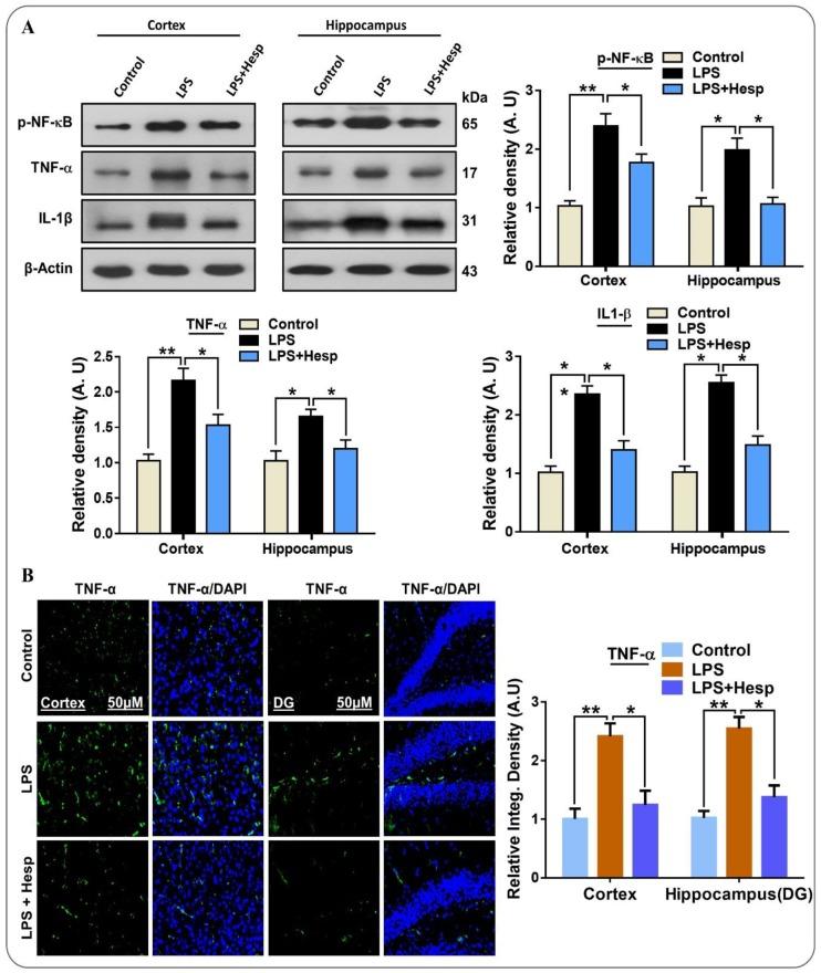 https://cdn.ncbi.nlm.nih.gov/pmc/blobs/6a73/6471991/81f90789f264/nutrients-11-00648-g003.jpg