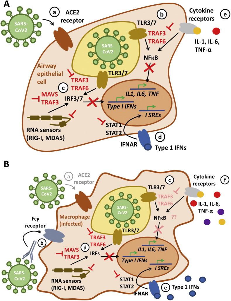 https://cdn.ncbi.nlm.nih.gov/pmc/blobs/6a73/7185015/39e356cbbb02/gr2_lrg.jpg