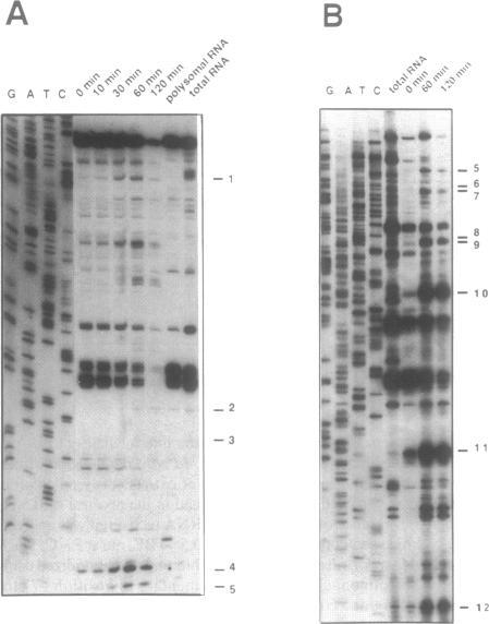 https://cdn.ncbi.nlm.nih.gov/pmc/blobs/6a75/307479/b64670e75614/nar00023-0156-a.jpg